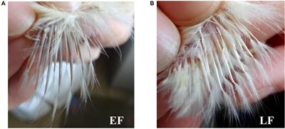 Genome-Wide Association Study and Transcriptome Differential Expression Analysis of the Feather Rate in Shouguang Chickens